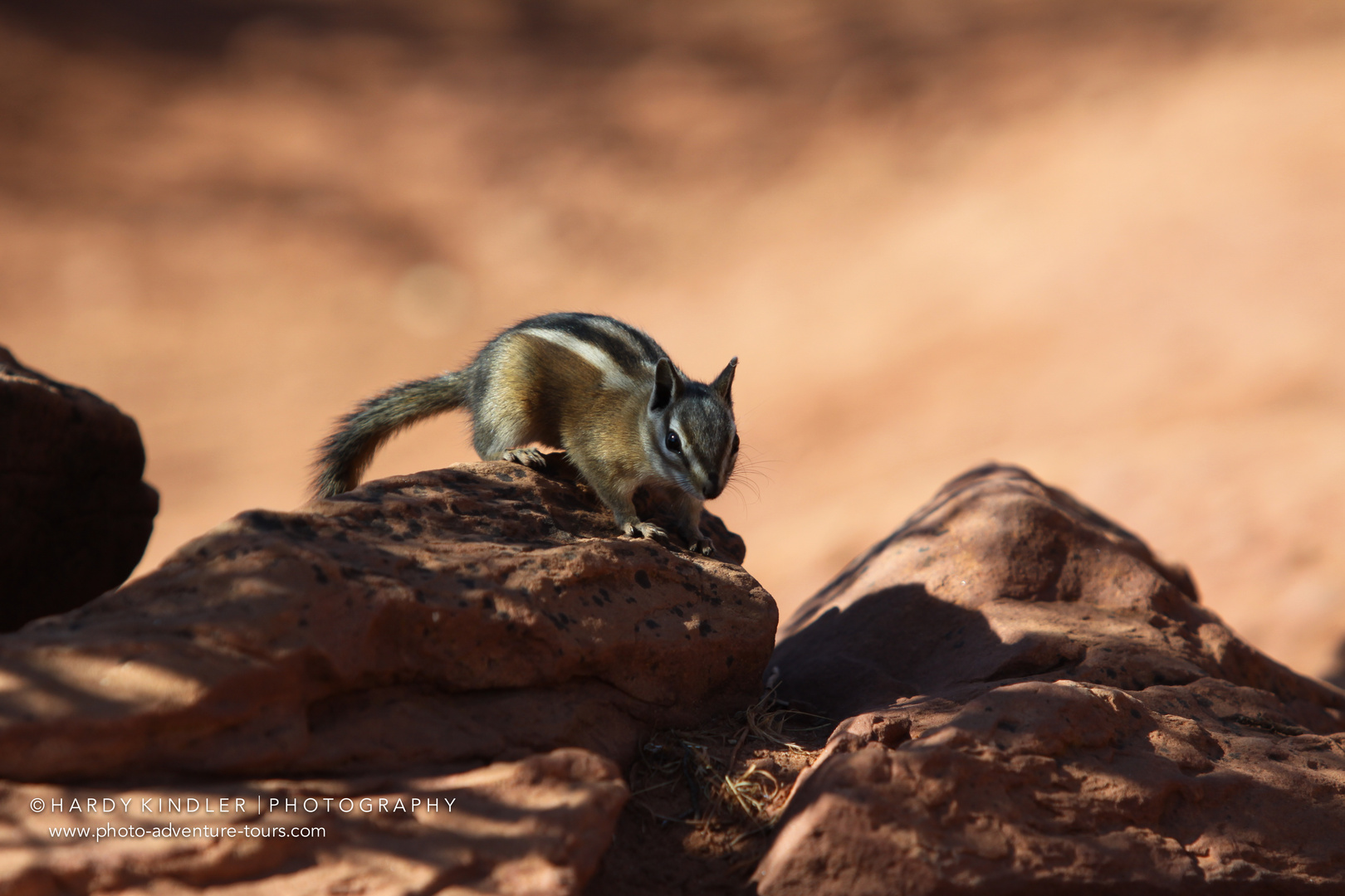 Wildlife in Zion National Park