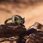 Wildlife in Zion National Park