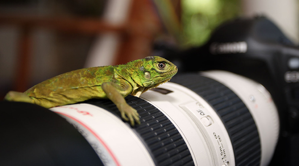 Wildlife is (too) close to home sometimes in Curacao..