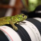 Wildlife is (too) close to home sometimes in Curacao..