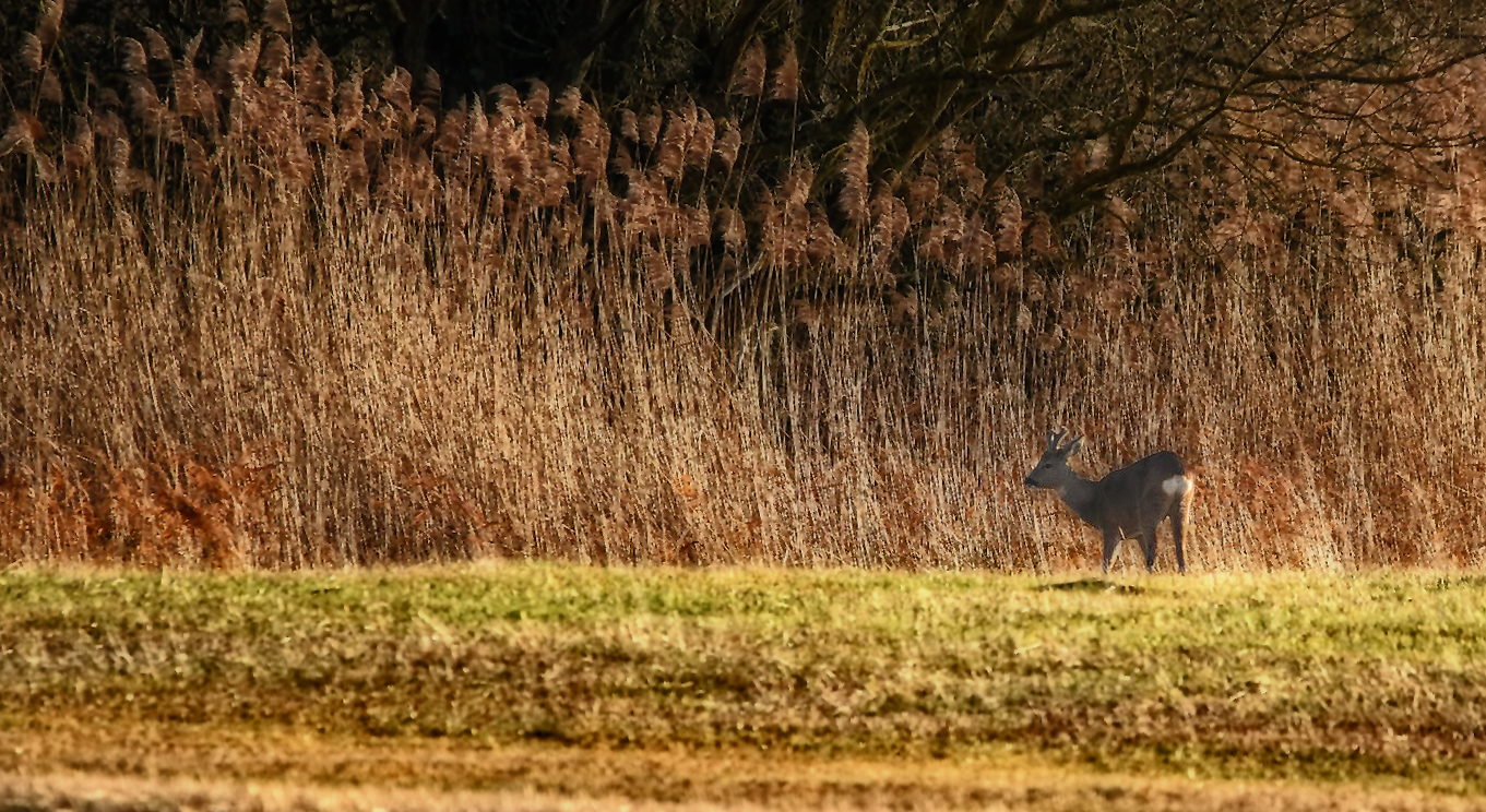 "WILDLIFE" ist halt kein Wunschkonzert (Dokubild)