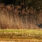 "WILDLIFE" ist halt kein Wunschkonzert (Dokubild)