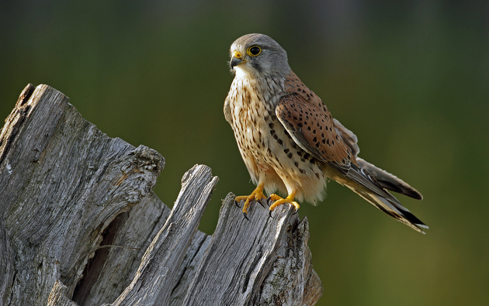 Wildlife ist kein Fotostudio...