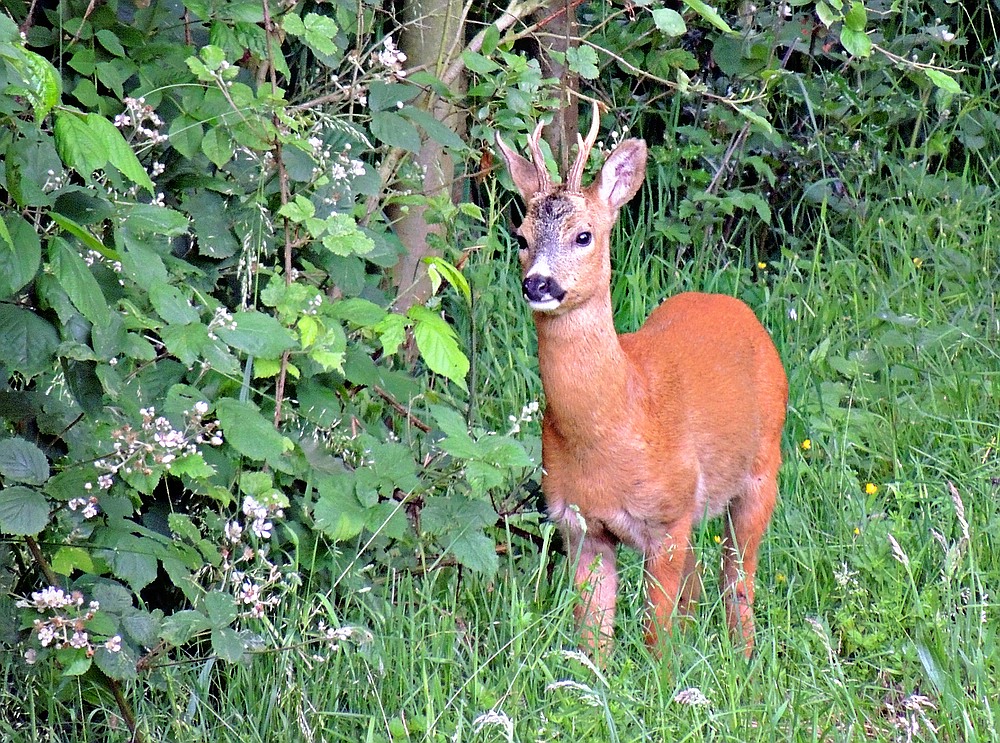 Wildlife - Junger Rehbock im Winkhauser Tal