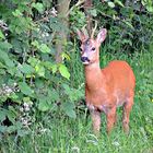 Wildlife - Junger Rehbock im Winkhauser Tal