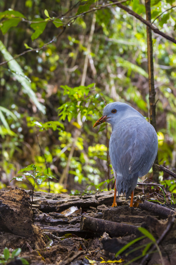 Wildlife Kagu