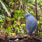 Wildlife Kagu