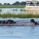 Wildlife: Kampf der Giganten. Chobe NP, Botswana 2018