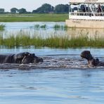 Wildlife: Kampf der Giganten. Chobe NP, Botswana 2018