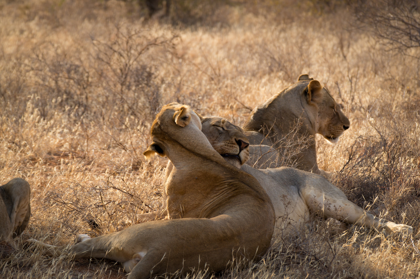 Wildlife Kenia