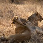 Wildlife Kenia