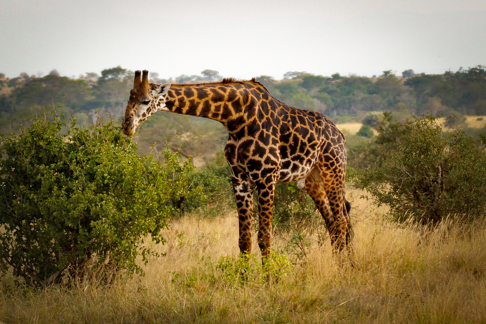 Wildlife Kenia