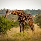 Wildlife Kenia