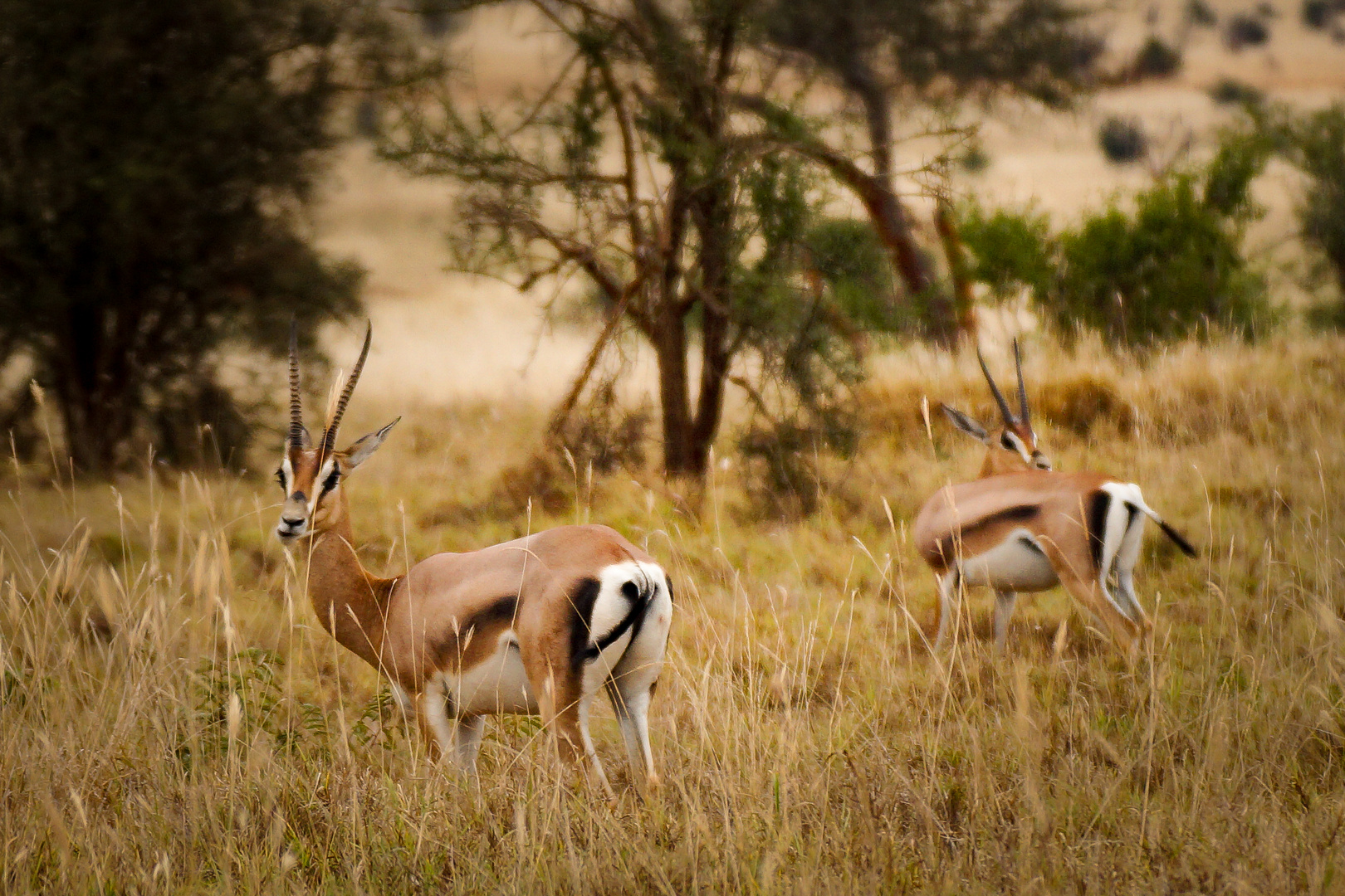 Wildlife Kenia