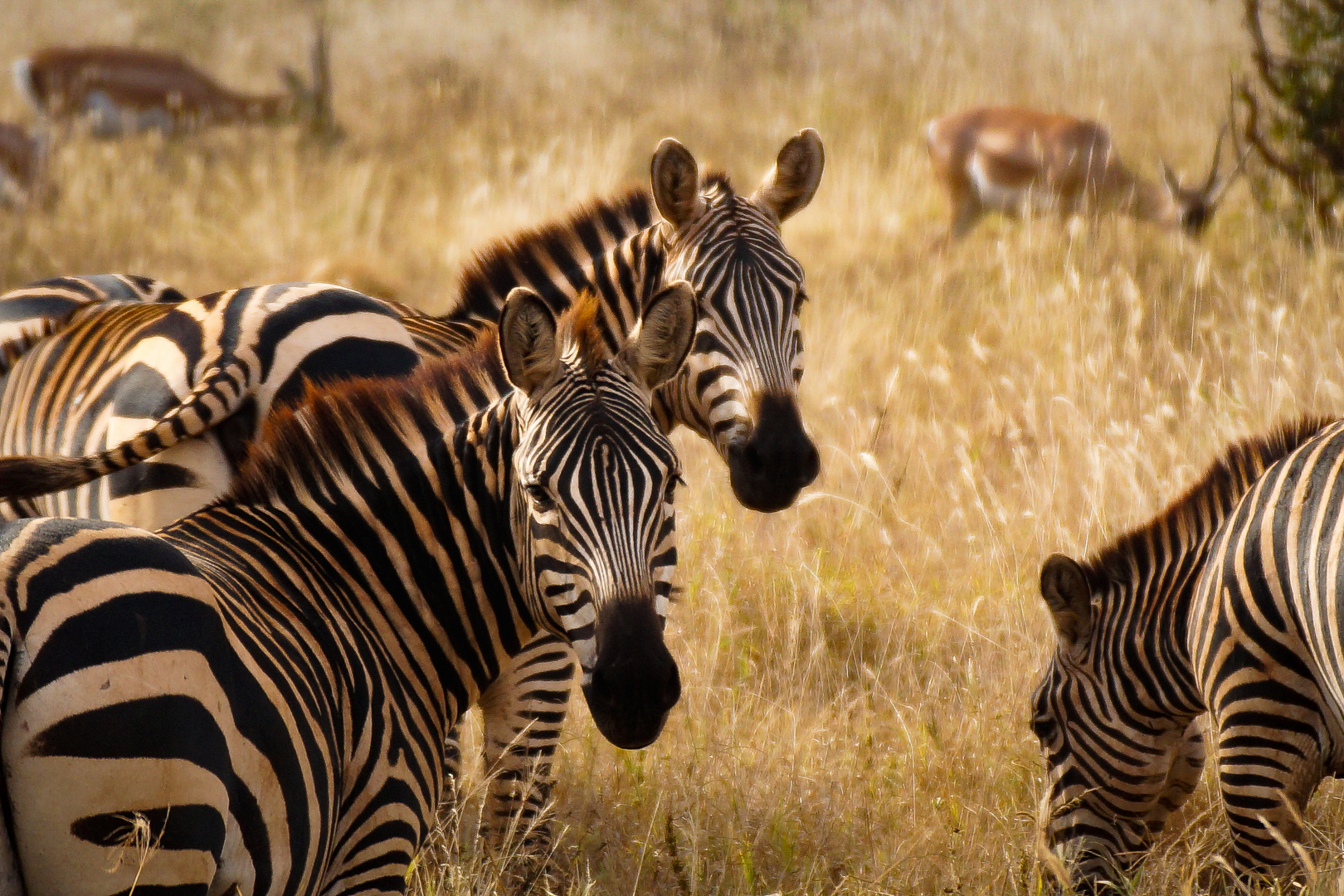 Wildlife Kenia