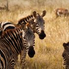 Wildlife Kenia