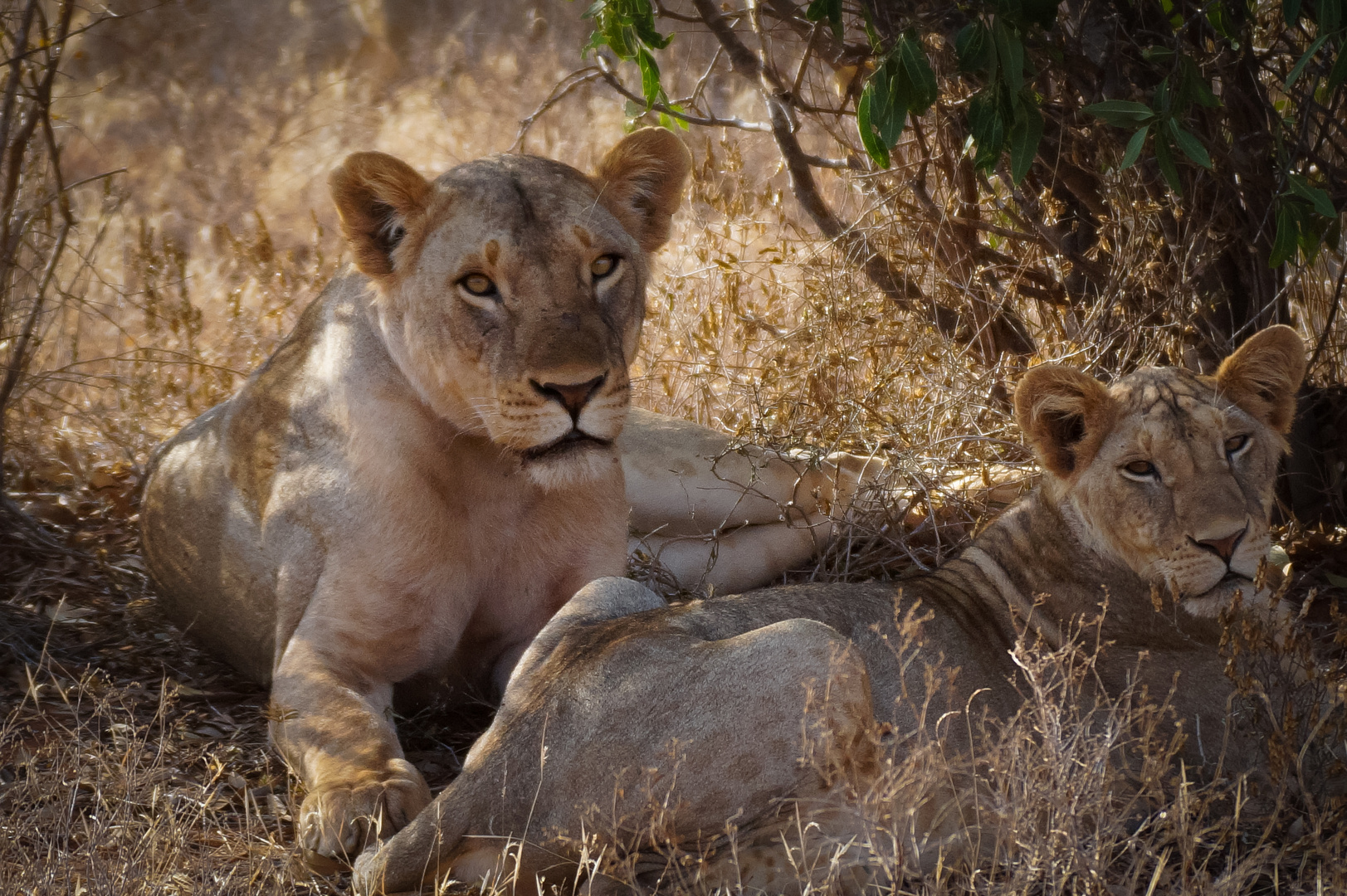 Wildlife Kenia