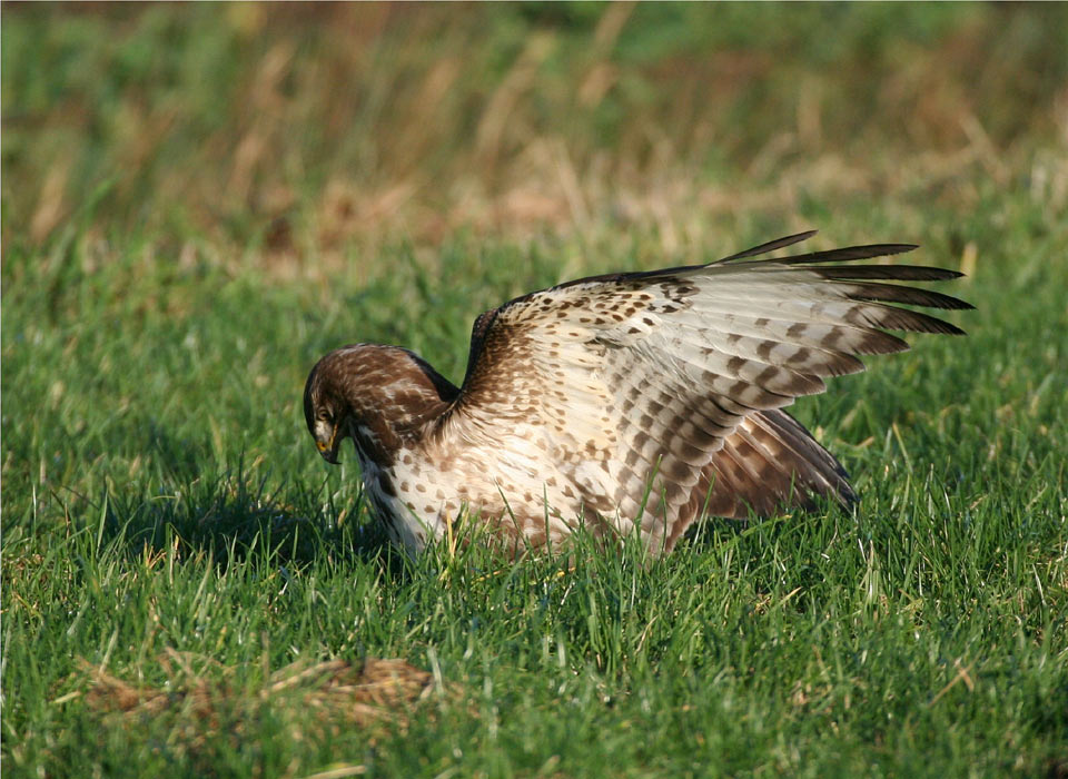 "Wildlife" kennt keinen Festtagsbraten