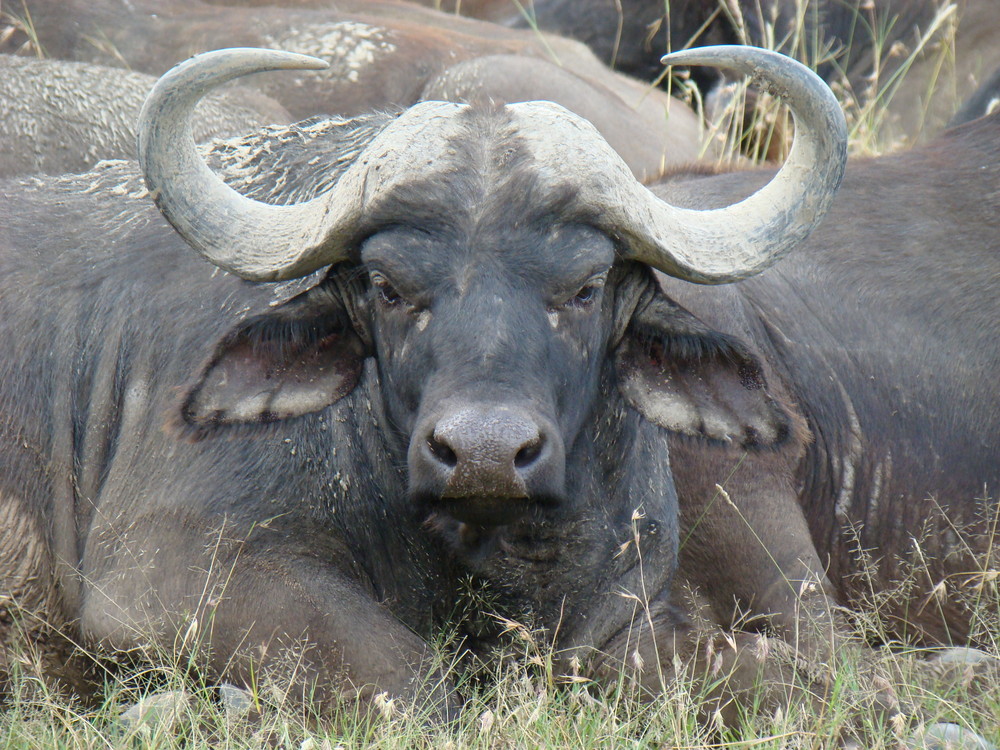 wildlife kenya 1