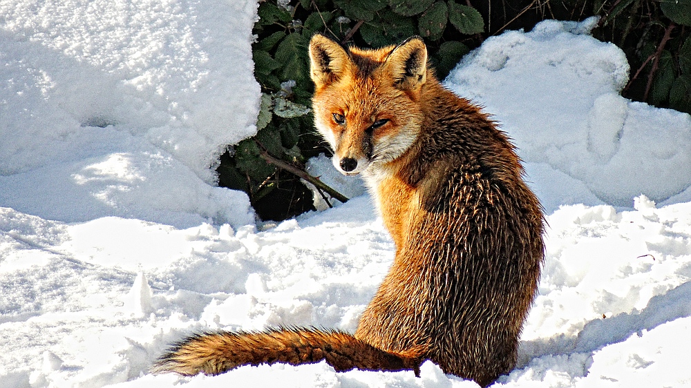 Wildlife - Kohlfuchs im Winkhauser Tal