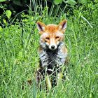 Wildlife - Kohlfuchs im Winkhauser Tal