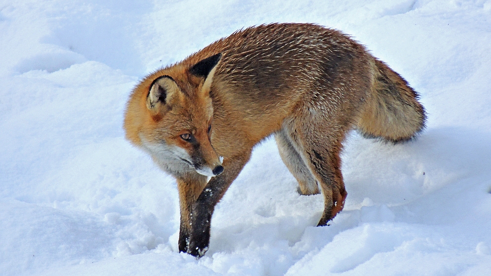 Wildlife - Kohlfuchs im Winter