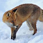 Wildlife - Kohlfuchs im Winter