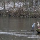 Wildlife: Kormoran, Graureiher, Nilgänse  an der Erft