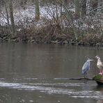 Wildlife: Kormoran, Graureiher, Nilgänse  an der Erft