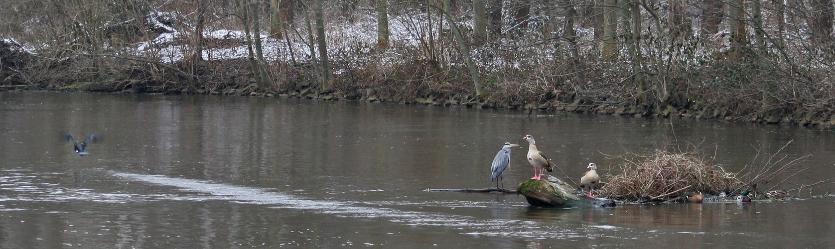 Wildlife: Kormoran, Graureiher, Nilgänse  an der Erft