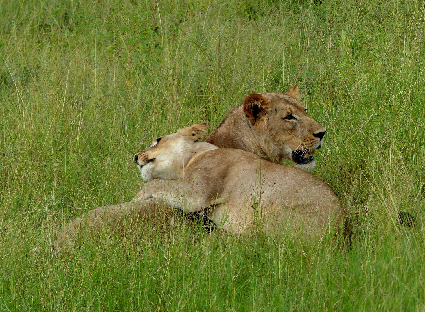 Wildlife: Kuscheltiere. Chobe NP, Botswana 2018
