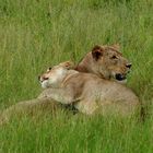 Wildlife: Kuscheltiere. Chobe NP, Botswana 2018
