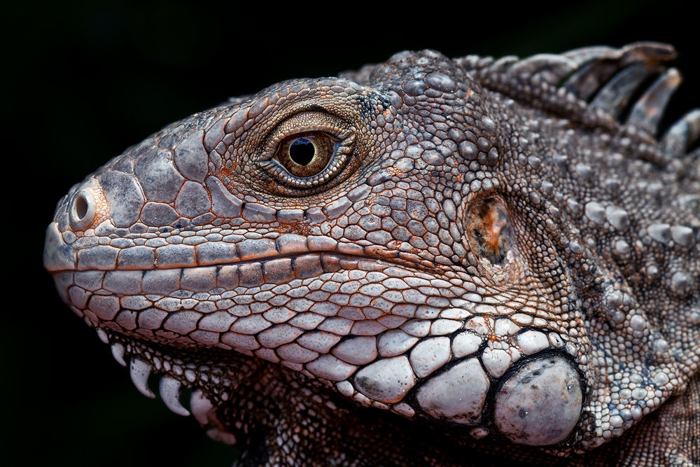 Wildlife Leguan - der Coolste auf ganz Aruba