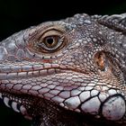 Wildlife Leguan - der Coolste auf ganz Aruba