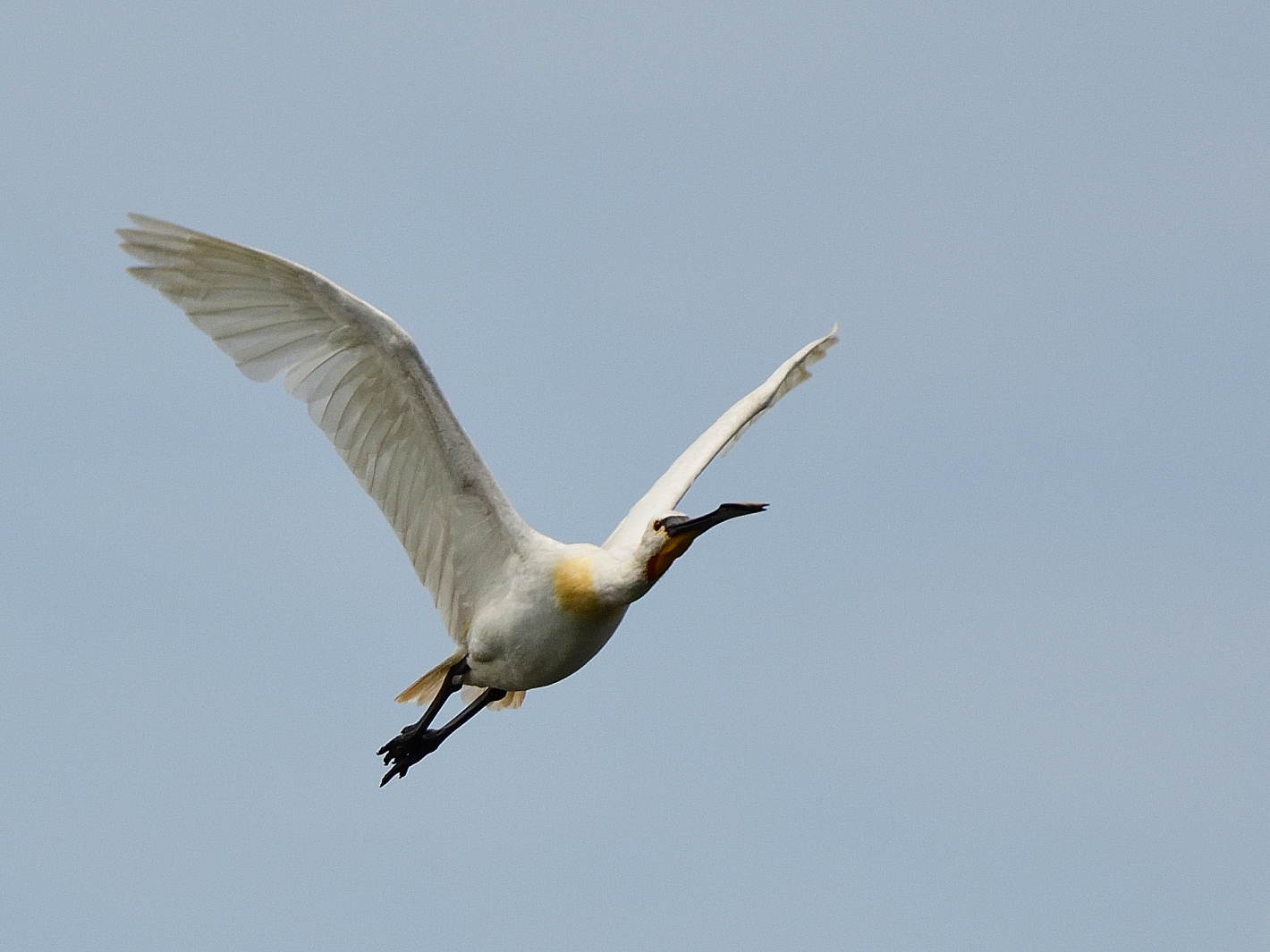 Wildlife, Löfller, (Platalea leucorodia), Eurasian spoonbill, Espátula común