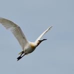 Wildlife, Löfller, (Platalea leucorodia), Eurasian spoonbill, Espátula común