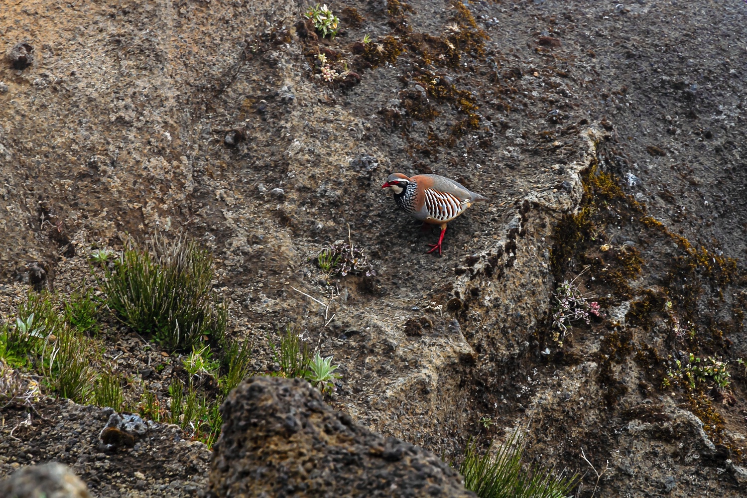 Wildlife Madeira