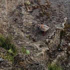 Wildlife Madeira