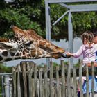 Wildlife meets Child