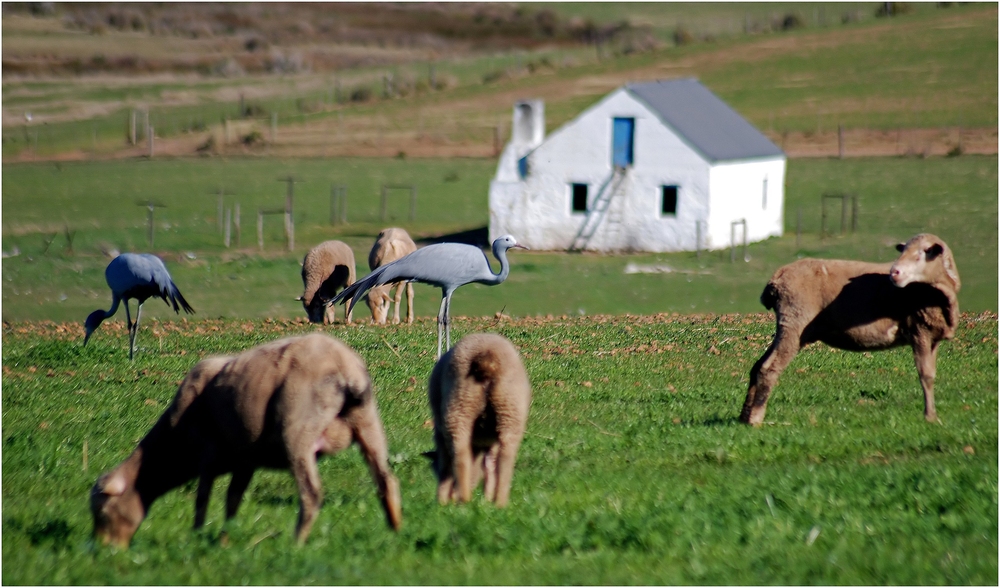 wildlife meets domestic