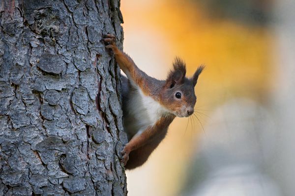 Wildlife Moment: Squirrel Observing - Neugieriges Eichhörnchen