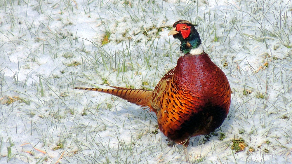 Wildlife - Mongolischer Ringfasan im winterlichen Winkhauser Bachtal