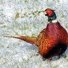 Wildlife - Mongolischer Ringfasan im winterlichen Winkhauser Bachtal