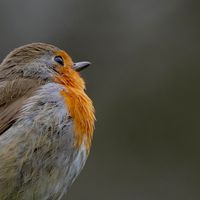 Wildlife Münsterland