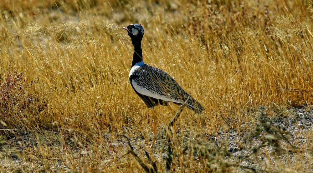 wildlife, namibia