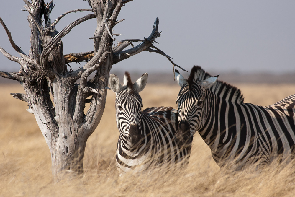 Wildlife Namibia