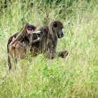 Wildlife: neugierig. Chobe NP, Botswana 2018