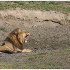 Wildlife - Ngorongoro 2