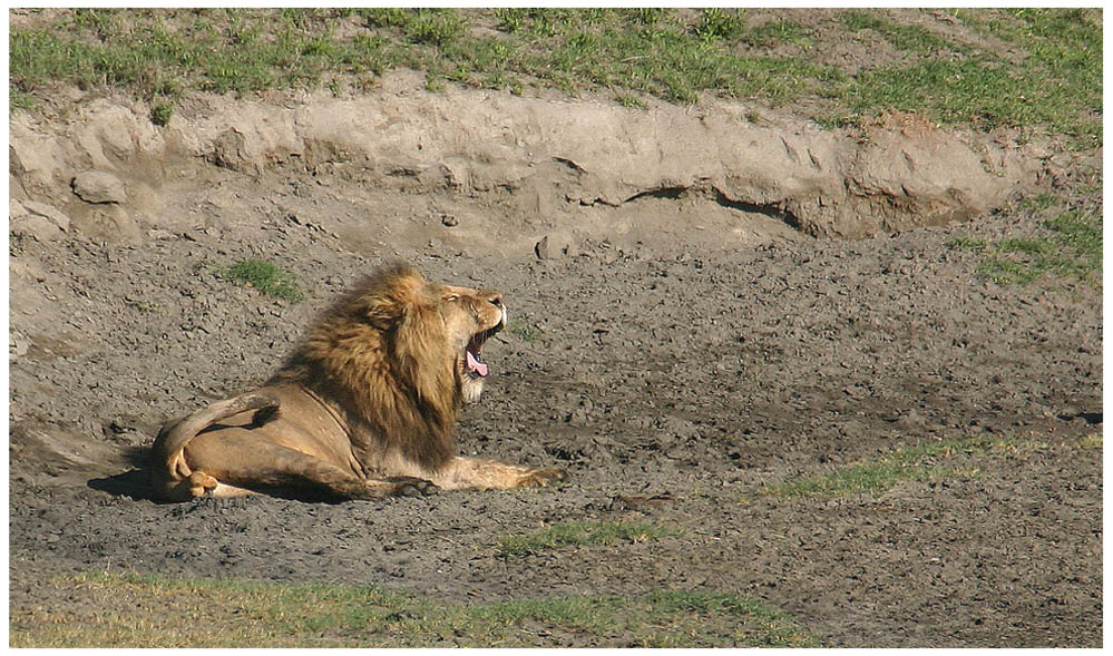 Wildlife - Ngorongoro 2