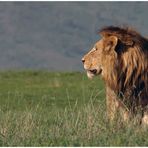 Wildlife - Ngorongoro 3